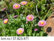 Розовые маргаритки (лат. Bellis perennis) цветут на весенней клумбе в саду. Стоковое фото, фотограф Елена Коромыслова / Фотобанк Лори