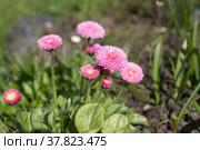 Розовая маргаритка многолетняя помпонная (лат. Bellis perennis) цветет в саду. Стоковое фото, фотограф Елена Коромыслова / Фотобанк Лори