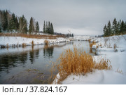 Зимний пейзаж с незамёрзшей рекой. Живописные заснеженные берега с жёлтой травой и еловым лесом. Пермский край, Россия. Стоковое фото, фотограф Ольга Соколова / Фотобанк Лори