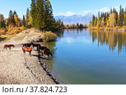 Rural landscape with horses at a watering hole at the Irkut River at an autumn day. Eastern Sayan Mountains in the distance. Siberia, Buryatia, Tunka valley, Kyren, Arshan, Nugan village. Стоковое фото, фотограф Виктория Катьянова / Фотобанк Лори