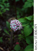 Цветущая Дармера, Darmera Peltata (Пельтифиллум щитовидный, лат. Peltiphyllum peltatum) в саду. Стоковое фото, фотограф Андрей Пустякин / Фотобанк Лори
