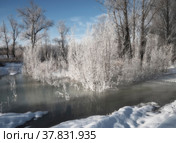 Иней на деревьях.Река Дукча.Магаданская область. Стоковое фото, фотограф Сергей Черныш / Фотобанк Лори