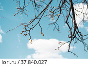 Ветки клена с нераспустившимися почками на фоне пруда, боке. Весна, парк, природа пробуждается. Фон в спокойных тонах, природа, дерево, теплый, ясный день. Фон, обои, открытка. Стоковое фото, фотограф Ludmila Zyubina / Фотобанк Лори