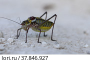 Кузнечик крымский (2022 год). Стоковое фото, фотограф Палесика Марина / Фотобанк Лори