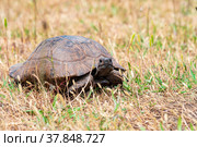 Greek tortoise among dry grass outdoor. Стоковое фото, фотограф Евгений Харитонов / Фотобанк Лори