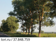 Деревья вдоль дороги у села Творишино, (2022 год). Редакционное фото, фотограф Дмитрий Неумоин / Фотобанк Лори