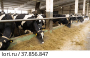 Животноводческая ферма зимой, коровник. Коровы едят сено. Cattle breeding farm in winter, сowshed. Cows eat hay. Стоковое видео, видеограф Евгений Романов / Фотобанк Лори