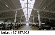 Животноводческая ферма, коровник. Коровы едят сено. Cattle breeding farm, сowshed. Cows eat hay. (2022 год). Редакционное видео, видеограф Евгений Романов / Фотобанк Лори