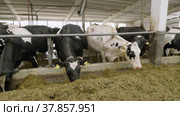 Животноводческая ферма, коровник. Коровы едят сено. Cattle breeding farm, сowshed. Cows eat hay. (2022 год). Редакционное видео, видеограф Евгений Романов / Фотобанк Лори