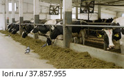 Животноводческая ферма, коровник. Коровы едят сено. Cattle breeding farm, сowshed. Cows eat hay. (2022 год). Редакционное видео, видеограф Евгений Романов / Фотобанк Лори