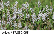Вахта трехлистная (Menyanthes trifoliata). Растение летним днем на болоте, Ямало-Ненецкий автономный округ. Стоковое видео, видеограф Григорий Писоцкий / Фотобанк Лори