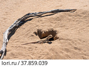 Toadhead agama lizard near its burrow in the sand of the desert. Стоковое фото, фотограф Евгений Харитонов / Фотобанк Лори