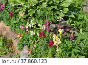 Декоративная клумба в саду с разноцветным львиным зевом (лат. Antirrhinum) на первом плане. Стоковое фото, фотограф Елена Коромыслова / Фотобанк Лори