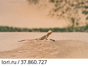Desert lizard secret toadhead agama (Phrynocephalus mystaceus) on the sand dune of Sarykum. Стоковое фото, фотограф Евгений Харитонов / Фотобанк Лори