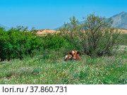 Blooming spring meadow pastures with resting cow in the foothills of the Caucasus Mountains. Стоковое фото, фотограф Евгений Харитонов / Фотобанк Лори