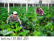 Farming team harvests ripe zucchini and puts them in boxes in greenhouse. Стоковое фото, фотограф Яков Филимонов / Фотобанк Лори