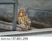 Птенец певчего дрозда впервые вылетел из гнезда. Крупный план. Стоковое фото, фотограф Ольга Соколова / Фотобанк Лори