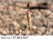 Fishing on the river. Fishing. Perch. Blesna. Get hooked. Close-up. Стоковое фото, фотограф Ирина Бобрешова / Фотобанк Лори