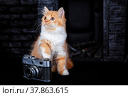 Funny white-red Scottish Fold kitten with a camera on a black ba. Стоковое фото, фотограф Ирина Бобрешова / Фотобанк Лори