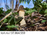 Wild edible mushroom morel grows in spring forest. Стоковое фото, фотограф Владимир Григорьев / Фотобанк Лори