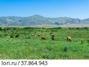 Blooming spring meadow pastures with grazing beefs in the foothills of the Caucasus Mountains. Стоковое фото, фотограф Евгений Харитонов / Фотобанк Лори