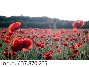 Маковое поле (2021 год). Стоковое фото, фотограф Палесика Марина / Фотобанк Лори
