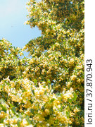 Липа в период цветения (Tilia europaea L.) Стоковое фото, фотограф WalDeMarus / Фотобанк Лори