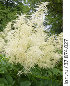 Цветущие белые метелки волжанки двудомной Aruncus dioicus в парке. Стоковое фото, фотограф Елена Елистратова / Фотобанк Лори