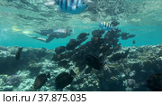 Woman in diving equipment swimming on the surface of the water and looks at on shoal of Sailfin Tang fish. Female snorkeler swims underwater and looking on underwater world. Red sea Egypt. Стоковое фото, фотограф Некрасов Андрей / Фотобанк Лори