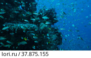 Massive school of Lyretail Anthias (Pseudanthias squamipinnis) and Glassfish swims near coral reef. Underwater life on coral reef in the ocean. Red sea, Egypt. Стоковое фото, фотограф Некрасов Андрей / Фотобанк Лори