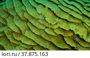 Details of the Lettuce coral or Yellow Scroll Coral (Turbinaria reniformis). Close-up of coral. Red sea, Egypt. Стоковое фото, фотограф Некрасов Андрей / Фотобанк Лори