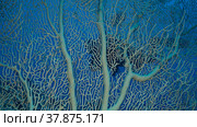 The scuba diver swims behind the soft coral Gorgonia. View through the coral soft coral. Giant Gorgonian or Sea fan (Subergorgia mollis). Red sea, Egypt. Стоковое фото, фотограф Некрасов Андрей / Фотобанк Лори