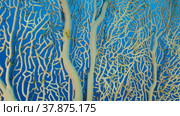 Details of the soft coral Giant Gorgonian or Sea fan (Subergorgia mollis). Close-up of coral. Red sea, Egypt. Стоковое фото, фотограф Некрасов Андрей / Фотобанк Лори