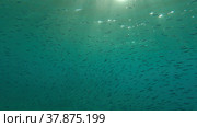 Large school of small fish swims under surface of water in the sun rays on dawn. Red sea, Egypt. Стоковое фото, фотограф Некрасов Андрей / Фотобанк Лори