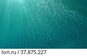 Large school of small fish swims under surface of water in the sun rays on dawn. Red sea, Egypt. Стоковое фото, фотограф Некрасов Андрей / Фотобанк Лори