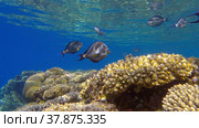 School of Surgeonfish swimming above top of coral reef in sun rays. Red Sea Clown Surgeon (Acanthurus sohal).Red sea, Egypt. Стоковое фото, фотограф Некрасов Андрей / Фотобанк Лори