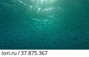Large school of small fish swims under surface of water in the sun rays on dawn. Red sea, Egypt. Стоковое фото, фотограф Некрасов Андрей / Фотобанк Лори