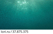 Large school of small fish swims under surface of water in the sun rays on dawn. Red sea, Egypt. Стоковое фото, фотограф Некрасов Андрей / Фотобанк Лори