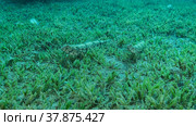Couple lizard fish lie on sandy bottom covered with green sea grass. Slender Lizardfish or Gracile lizardfish (Saurida gracilis), Red sea, Egypt. Стоковое фото, фотограф Некрасов Андрей / Фотобанк Лори