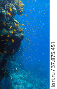 Colorful tropical fish swims on coral reef on blue water background. Underwater life in the ocean. Arabian Chromis (Chromis flavaxilla) and Lyretail Anthias (Pseudanthias squamipinnis). Red sea, Egypt. Стоковое фото, фотограф Некрасов Андрей / Фотобанк Лори