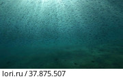 Large school of small fish swims under surface of water in the sun rays on dawn. Red sea, Egypt. Стоковое фото, фотограф Некрасов Андрей / Фотобанк Лори