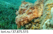 Scorpion fish lie on the reef. Bearded Scorpionfish (Scorpaenopsis barbata).Red sea, Egypt. Стоковое фото, фотограф Некрасов Андрей / Фотобанк Лори