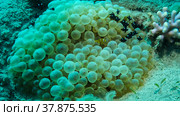 Baby Clownfish and school of Damsel fish swims on Bubble Anemone. Red Sea Anemonefish (Amphiprion bicinctus) and Domino Damsel fishes (Dascyllus trimaculatus), Red sea, Egypt. Стоковое фото, фотограф Некрасов Андрей / Фотобанк Лори