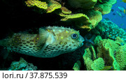 Porcupinefish is hiding under under Lettuce coral. Ajargo, Giant Porcupinefish or Spotted Porcupine Fish (Diodon hystrix) and Lettuce coral or Yellow Scroll Coral (Turbinaria reniformis). Red sea, Egypt. Стоковое фото, фотограф Некрасов Андрей / Фотобанк Лори