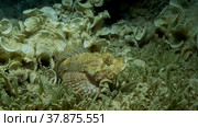 Close-up, Scorpionfish hiding among the reef. Tasseled Scorpionfish, Small-scaled Scorpionfish (Scorpaenopsis oxycephala). Стоковое фото, фотограф Некрасов Андрей / Фотобанк Лори