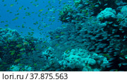 Large school of small fish swims under surface of water in the sun rays on dawn. Red sea, Egypt. Стоковое фото, фотограф Некрасов Андрей / Фотобанк Лори