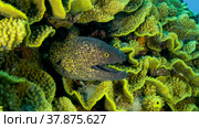 Yellow Edged Moray Eel (Gymnothorax flavimarginatus) peeks out of its Lettuce coral or Yellow Scroll Coral (Turbinaria reniformis). Close-up. Red sea, Egypt. Стоковое фото, фотограф Некрасов Андрей / Фотобанк Лори