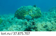 Once beautiful coral reef is overgrown with algae as a result of eutrophication (increase organic matter in the sea water) Brown alga Peacock's Tail (Padina pavonica) covered bottom and corals. Red sea, Egypt. Стоковое фото, фотограф Некрасов Андрей / Фотобанк Лори