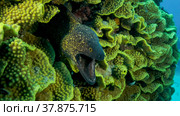 Yellow Edged Moray Eel (Gymnothorax flavimarginatus) peeks out of its Lettuce coral or Yellow Scroll Coral (Turbinaria reniformis). Close-up. Red sea, Egypt. Стоковое фото, фотограф Некрасов Андрей / Фотобанк Лори