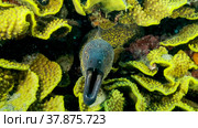 Yellow Edged Moray Eel (Gymnothorax flavimarginatus) peeks out of its Lettuce coral or Yellow Scroll Coral (Turbinaria reniformis). Close-up. Red sea, Egypt. Стоковое фото, фотограф Некрасов Андрей / Фотобанк Лори